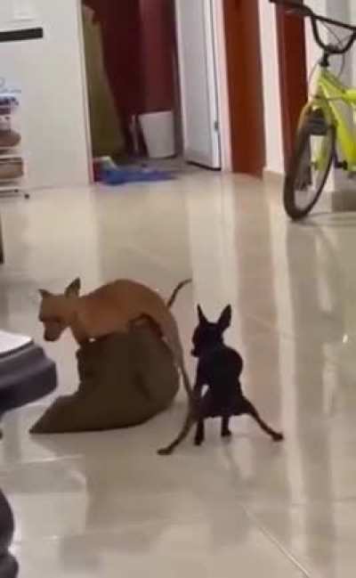 Танцуют все!....