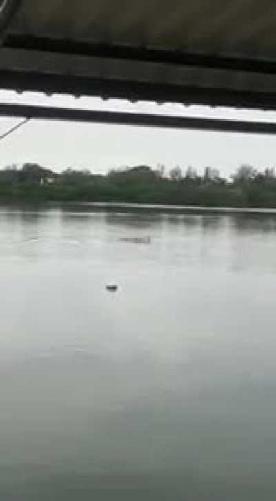 Cocodrilo ataca a un pobre don en Tamaulipas