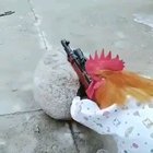 Hit chicken