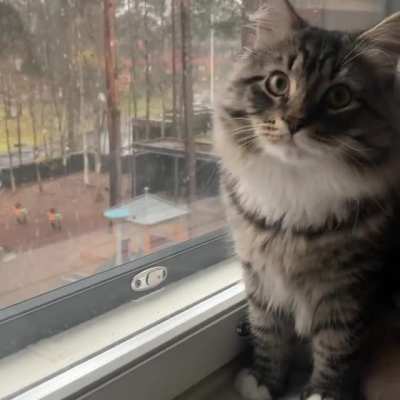 Siberian kittens first snow