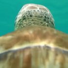 🔥 This ‘sea turtle camera’