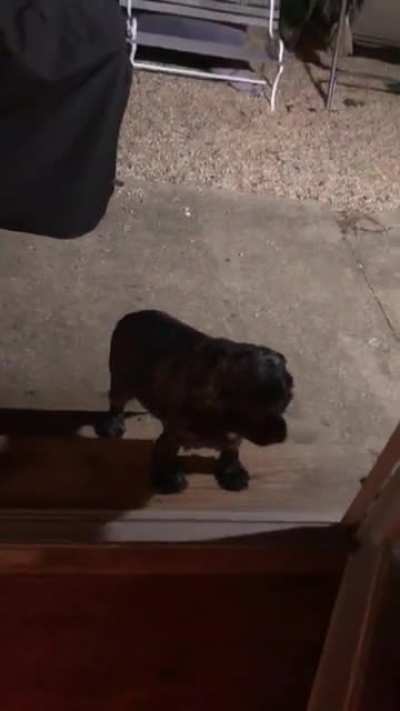Son sent me this saying the dog won’t come in...