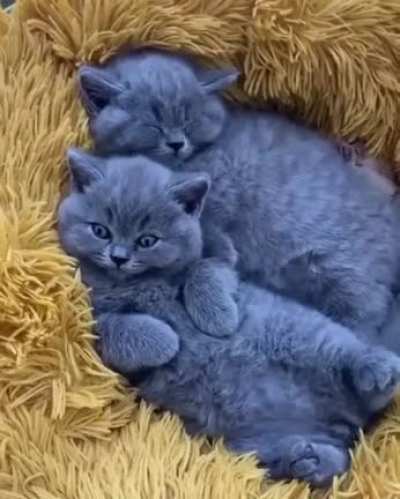 Котики