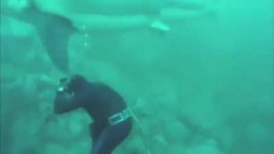 A Great White Shark appears randomly and goes by very peacefully and harmlessly