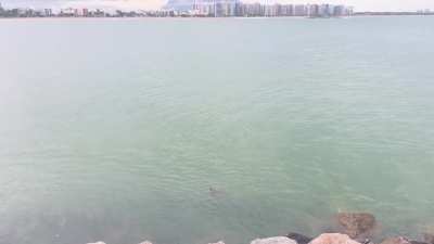 Tartarugas