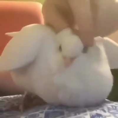 thats a really fucked up cat if I ever seen one