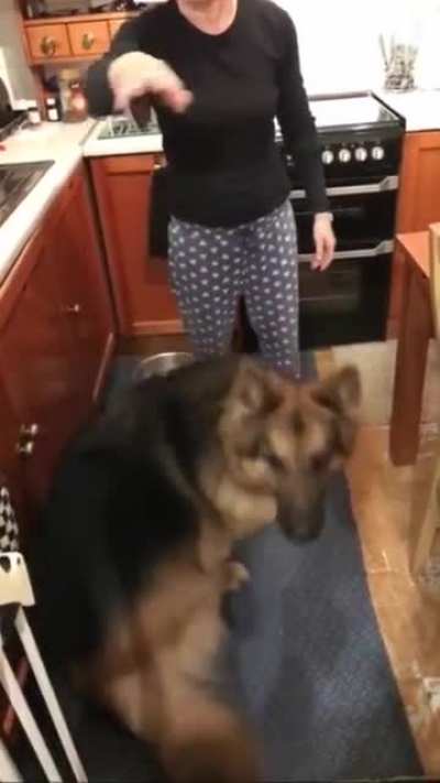 Good boy