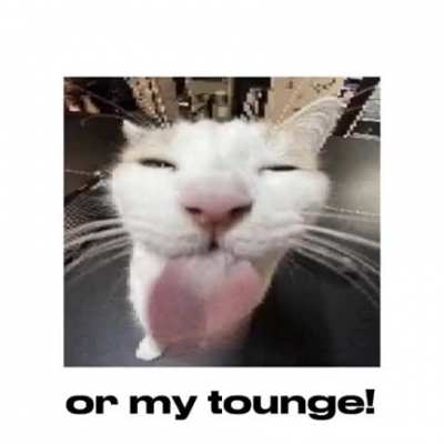 cat 2