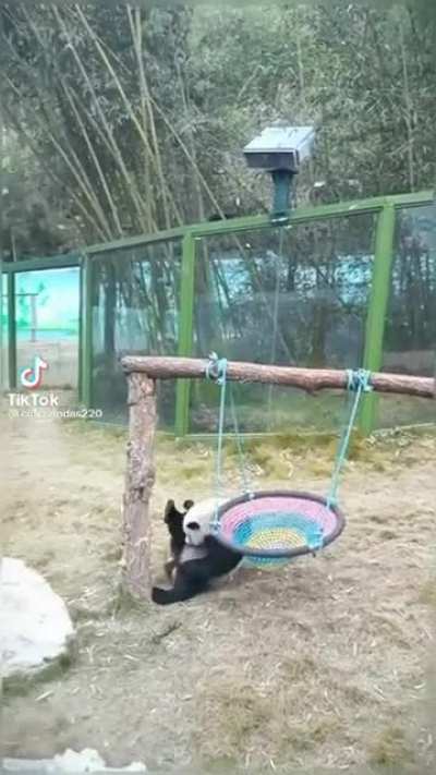 Cute panda‼️