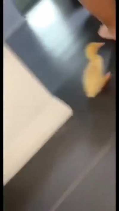 Usain Duck