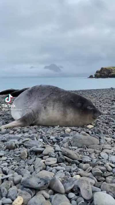 A seal sneezing sounds like On Sight