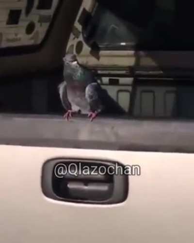 A pidgeon on a truck