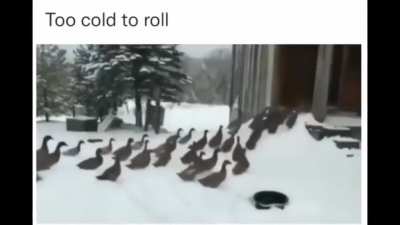 Enjoy these ducks changing their mind