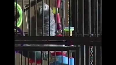 These parrots are up to something
