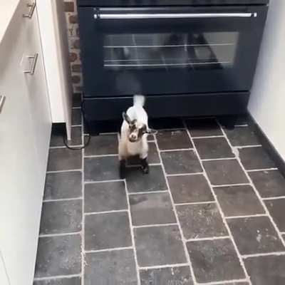 Did someone say breakfast is ready?