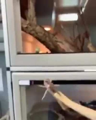 To get the food