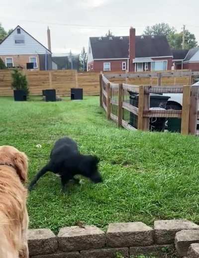 My zoomie queen showing off her spin move on her single back leg.