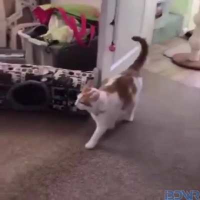 cat disconnected