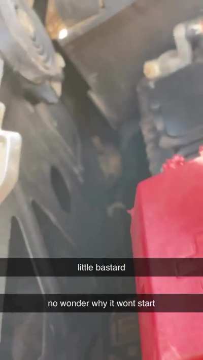 Rodent problem