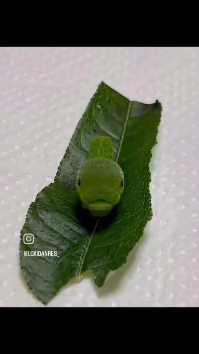 Wunkerpie