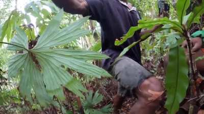 Researchers react to first-ever photos of the black-naped pheasant-pigeon