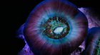 Coral Polyps