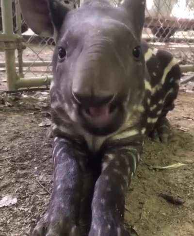 he monch (better with sound)