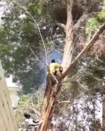 Team tree
