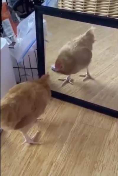 oh no
