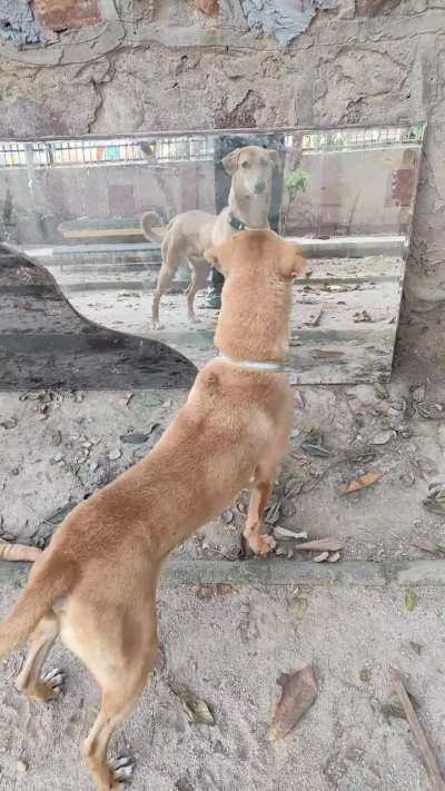 Aloo vs. mirror