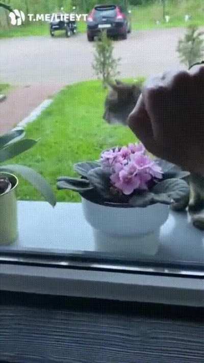 Что ты там мне показал?!