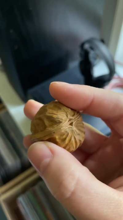 Update On My Walnut