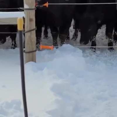 Smart cow