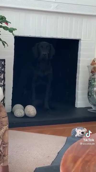 When you can’t find your dog anywhere