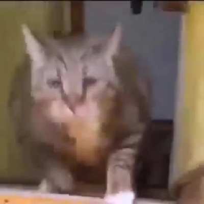 Purffect scream and chonk