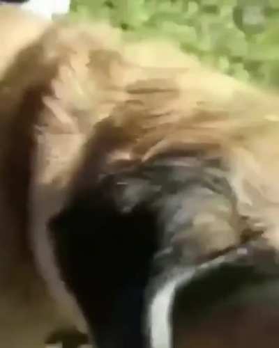 dog sack