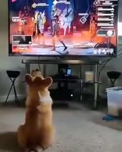 Poor pup