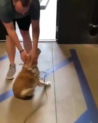 Disabled doggy excited to see owner