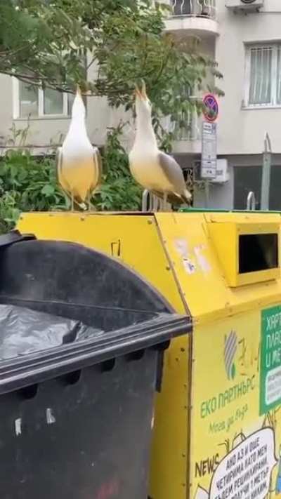 These seagulls remind me of Statler & Waldorf, the two old geezers from the balcony on the Muppet Show.