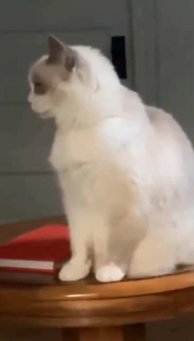 My cat doesn't handle attention well.