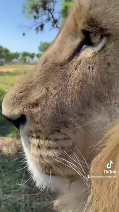 Lion & Safari Park South Africa