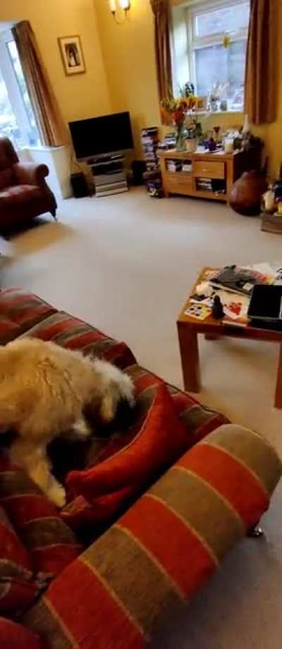 My new dog VS my in-laws carpet.