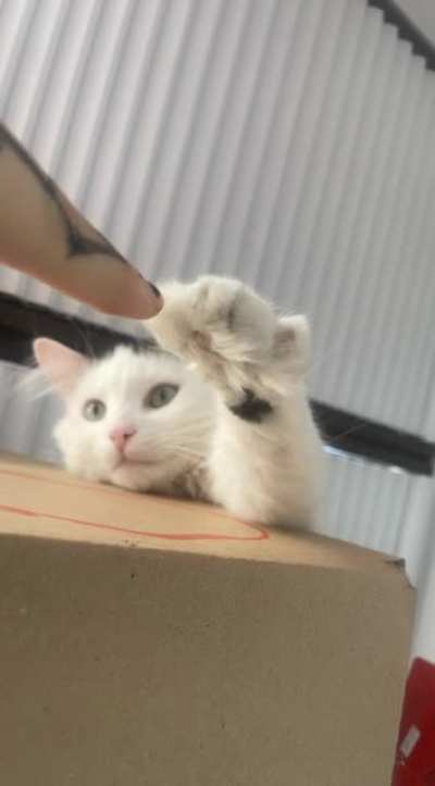 tap tap