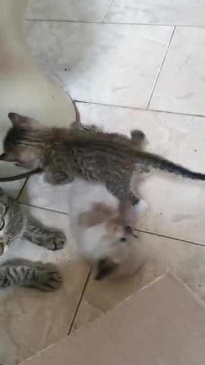 Having a giant fight with the sisters.