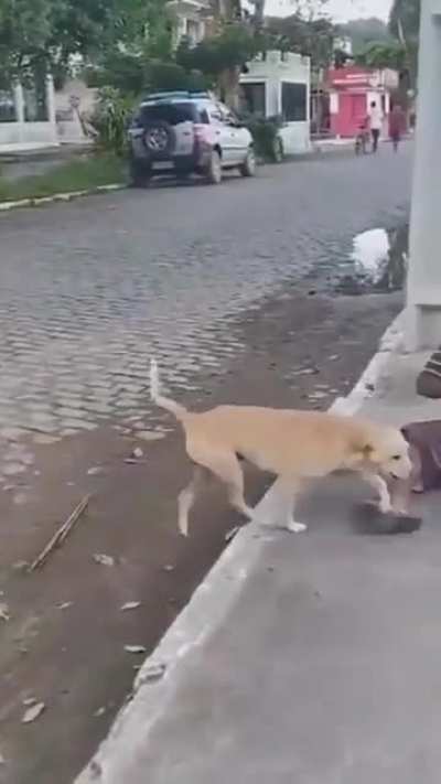 Man’s best friend