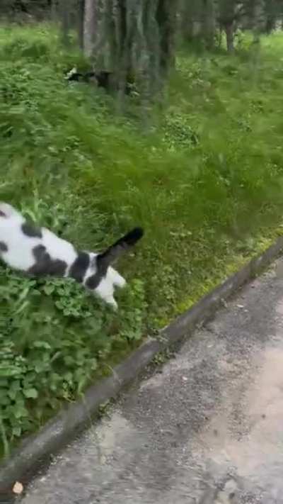 The mighty lioness stalks her prey