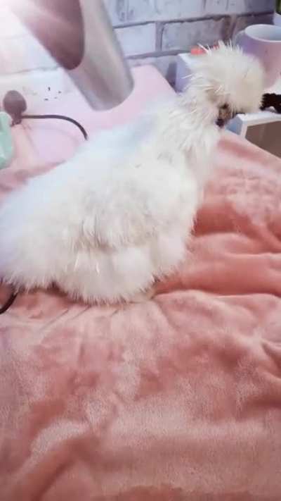 Silkies are the best🥰