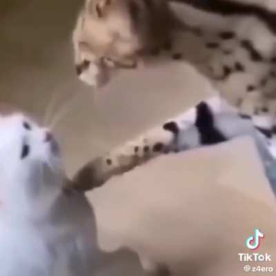 latesitoo - Video #2187