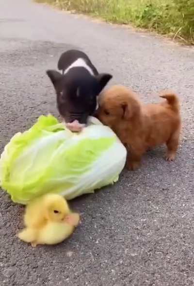 cute