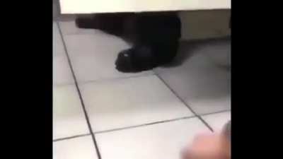 Pyro